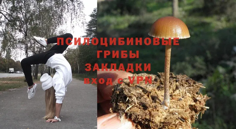 дарнет шоп  МЕГА как зайти  Псилоцибиновые грибы Magic Shrooms  Пучеж 